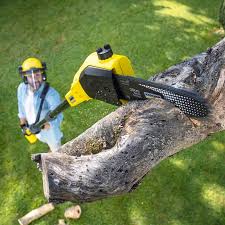 Best Lawn Disease Treatment  in Cumings, TX